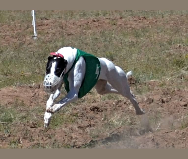 Caddy, a Greyhound tested with EmbarkVet.com
