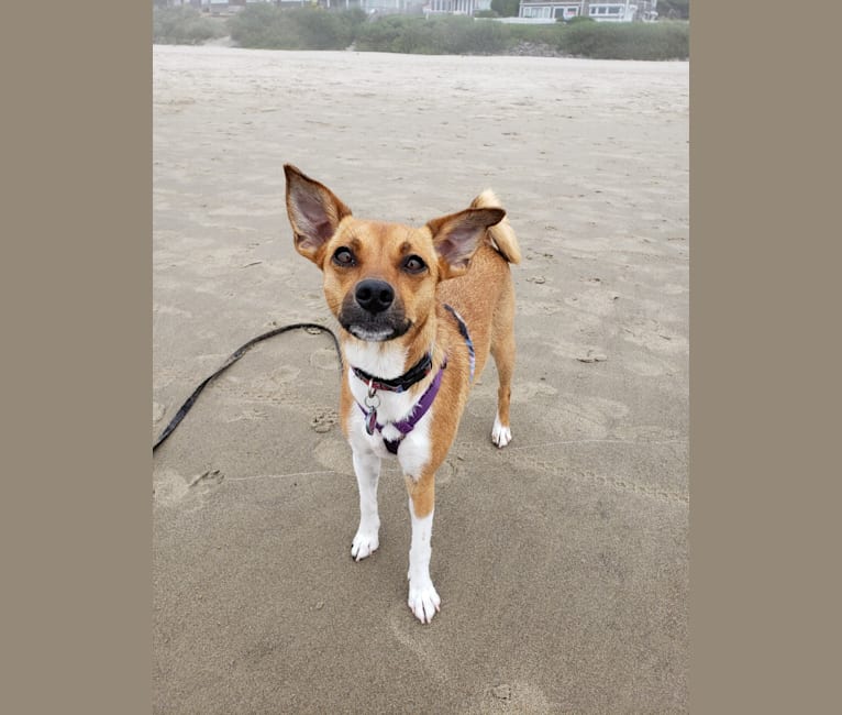 Photo of Alice, a Chihuahua, Australian Cattle Dog, Shih Tzu, Poodle (Small), Russell-type Terrier, Miniature Pinscher, and Mixed mix in Porterville, California, USA