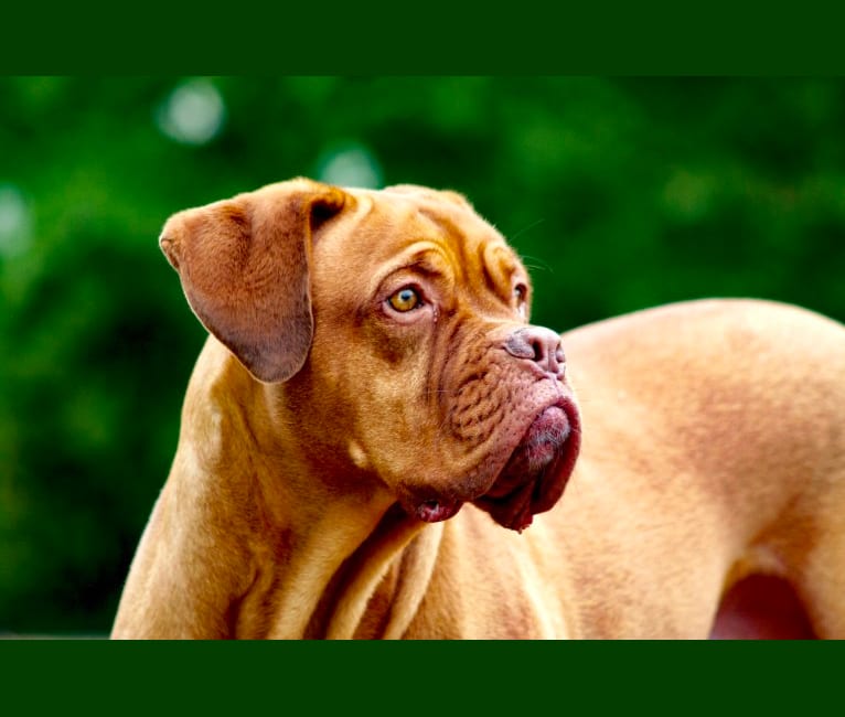 Courtney, a Dogue de Bordeaux tested with EmbarkVet.com