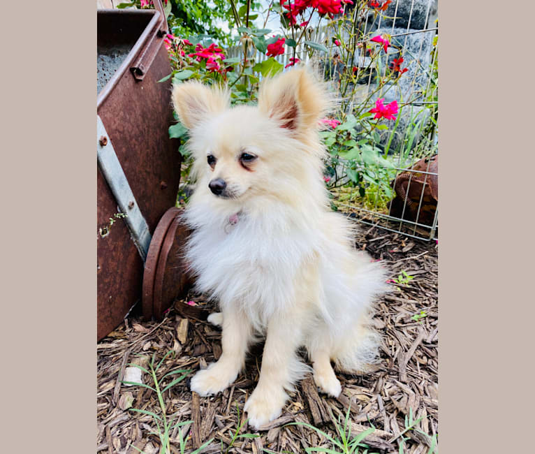 Photo of Sofia, a Pomeranian  in Hornitos, California, USA