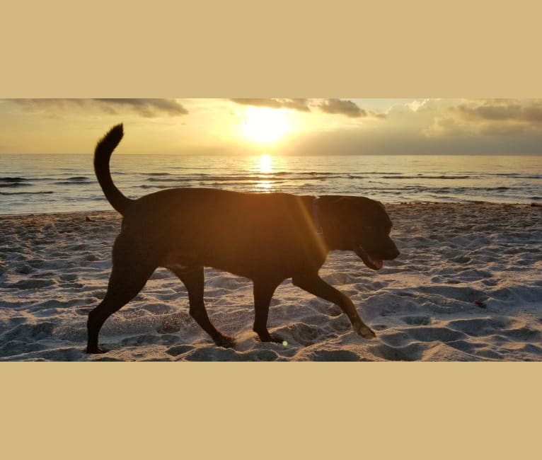 Jasper, a Rottweiler and German Shepherd Dog mix tested with EmbarkVet.com