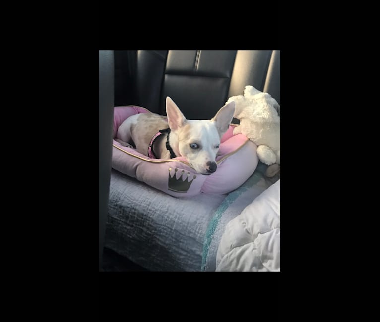 Bailey, a Chihuahua tested with EmbarkVet.com