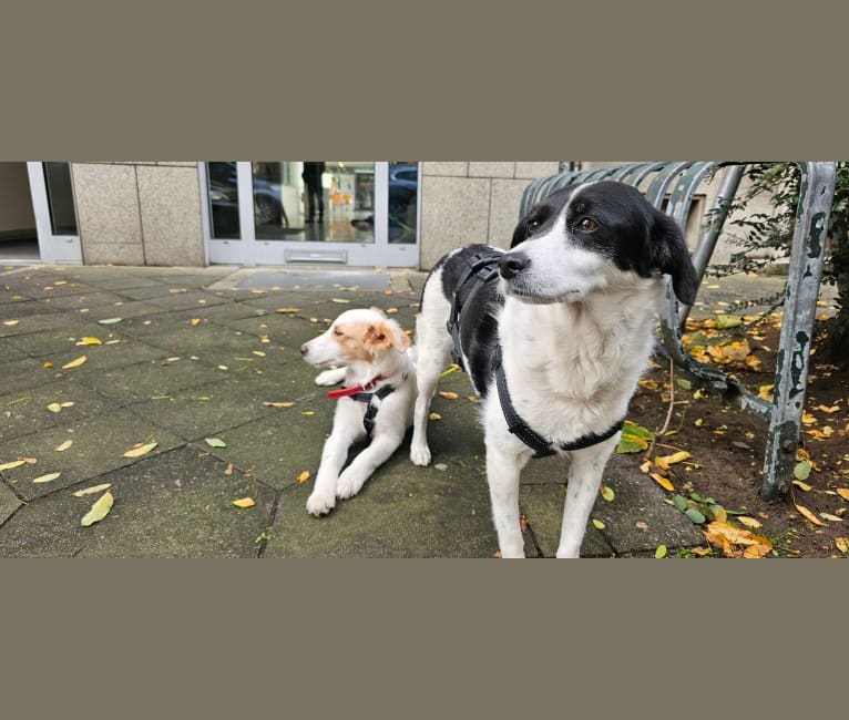 Kilida, an Eastern European Village Dog tested with EmbarkVet.com