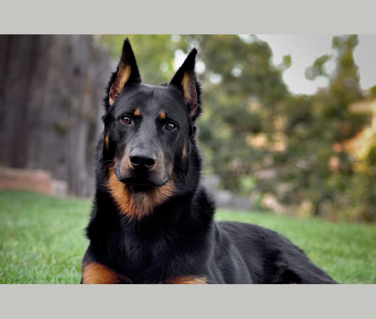 Atreyu, a Beauceron tested with EmbarkVet.com