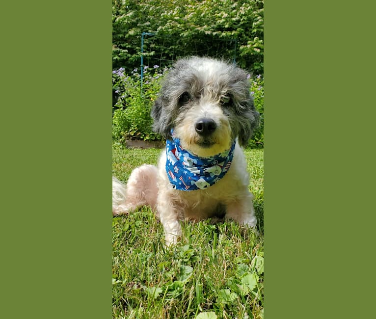 Photo of Dutch, a Poodle (Small)  in Texas, USA