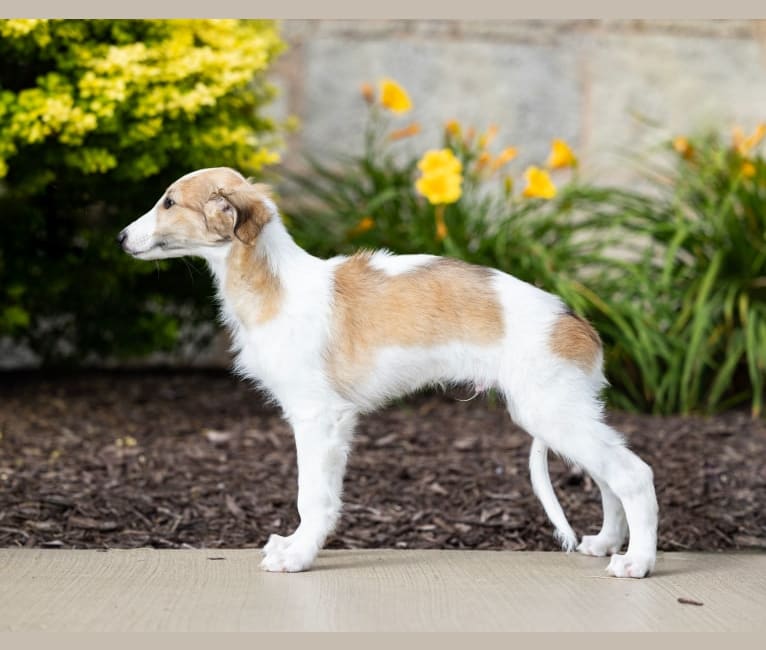 Charming, a Silken Windhound tested with EmbarkVet.com