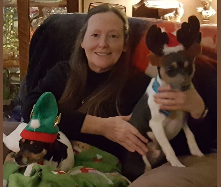 Takodah the Tornado, a Rat Terrier tested with EmbarkVet.com