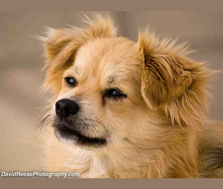 Photo of Tod, a Pomeranian, Poodle (Small), Chihuahua, Cocker Spaniel, Miniature Pinscher, and Mixed mix in Watsonville, California, USA