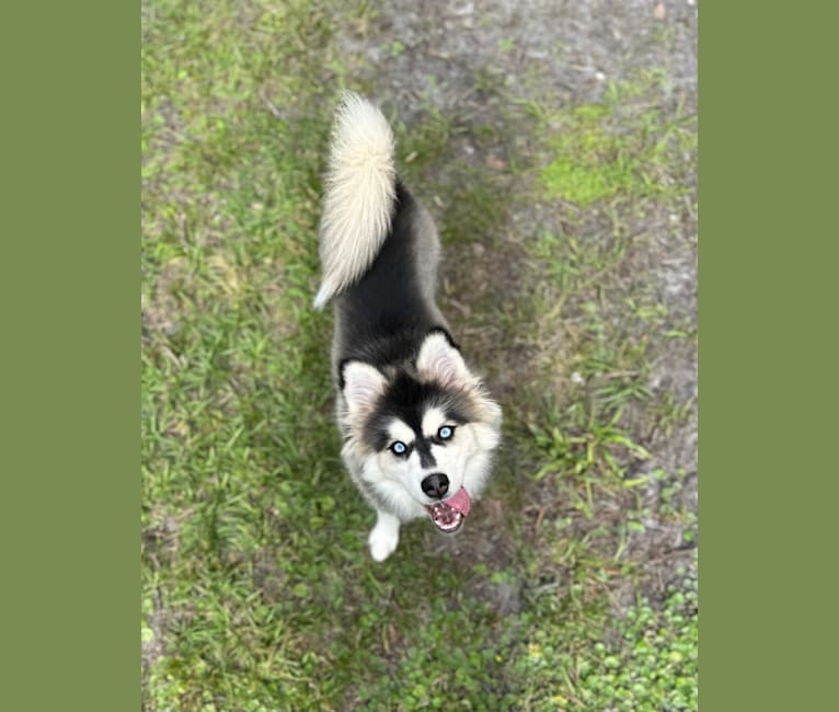 Brady, a Pomsky tested with EmbarkVet.com