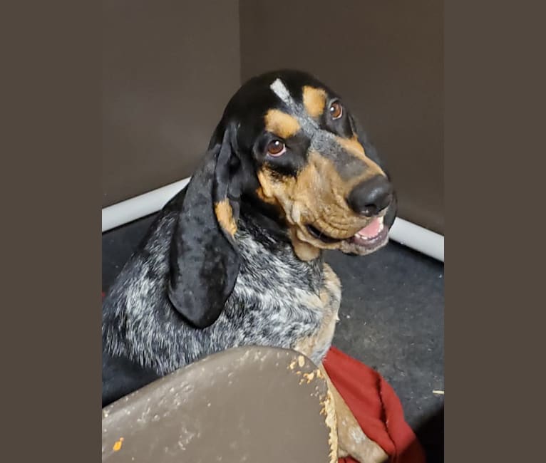 Photo of Sweet T, a Bluetick Coonhound  in Georgia, USA