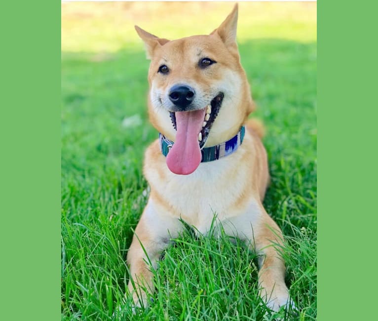 Max, a Shiba Inu tested with EmbarkVet.com