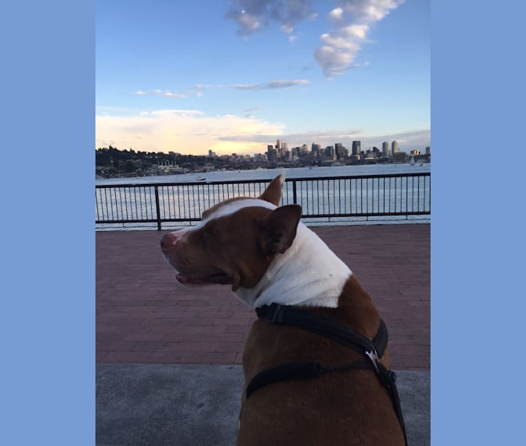 Photo of Dutches, an American Pit Bull Terrier and American Bully mix in New York, USA