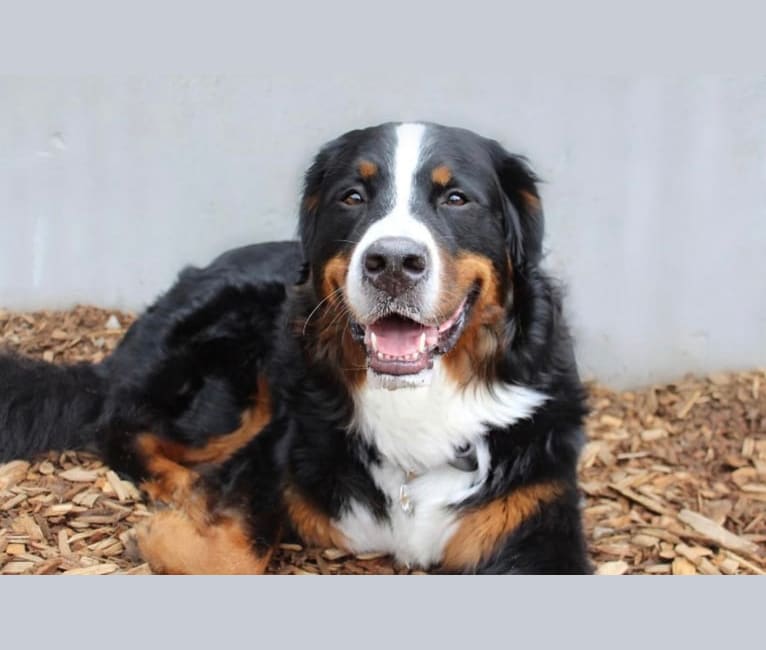 Denny, a Bernese Mountain Dog tested with EmbarkVet.com