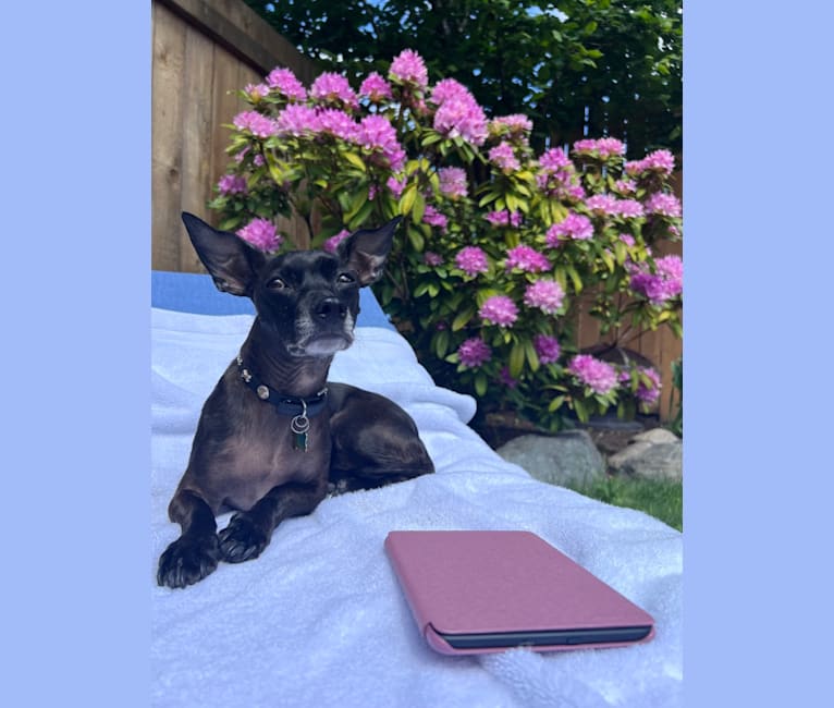 Fay, a Rat Terrier and Chihuahua mix tested with EmbarkVet.com