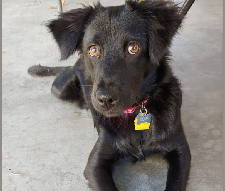 Kona, a Labrador Retriever and Chihuahua mix tested with EmbarkVet.com