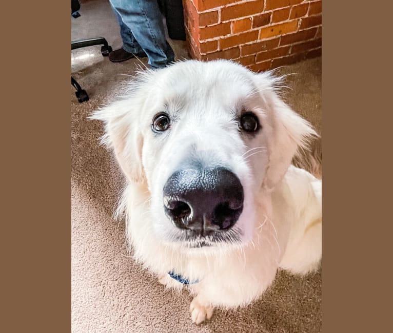 Finn, a Great Pyrenees and Beagle mix tested with EmbarkVet.com