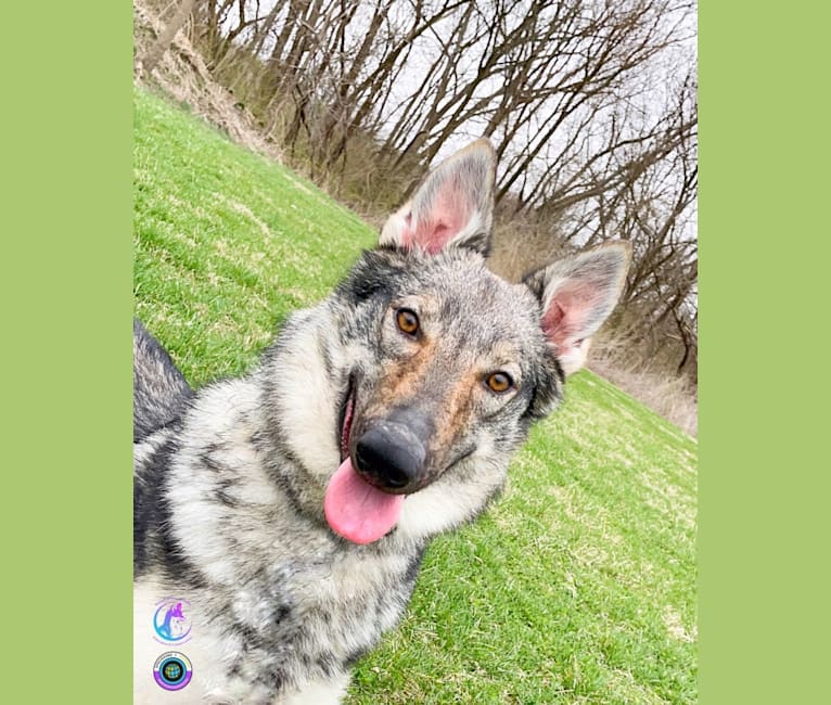 The Wizard’s Megumi Satori, a Czechoslovakian Vlcak tested with EmbarkVet.com