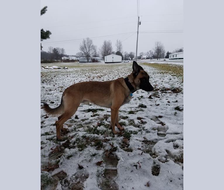 Rock, a Belgian Malinois and German Shepherd Dog mix tested with EmbarkVet.com