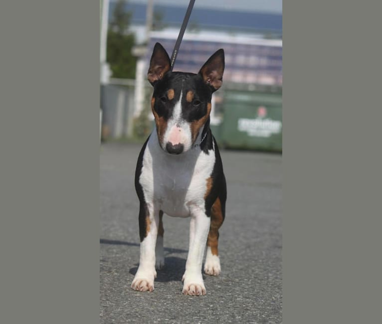 Biscuit, a Miniature Bull Terrier tested with EmbarkVet.com