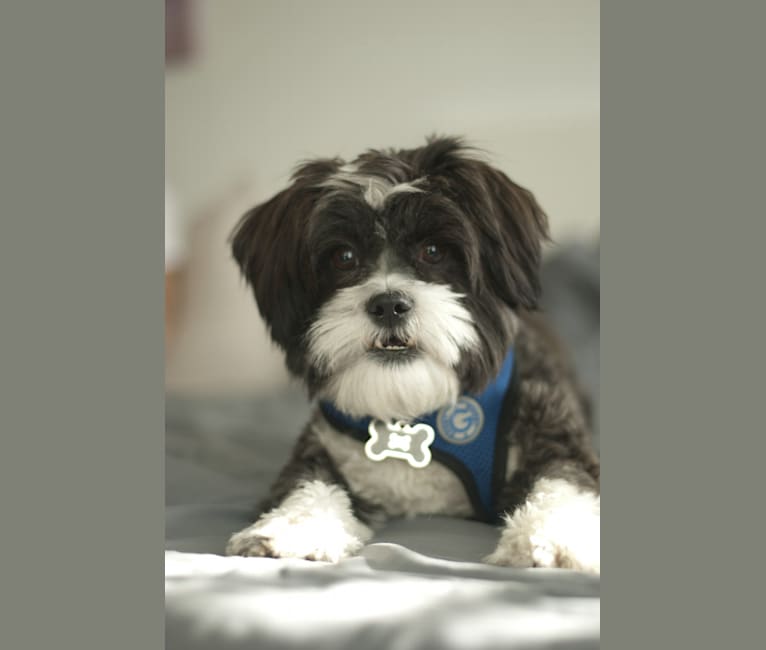 Schnauzer and shih tzu mix hotsell