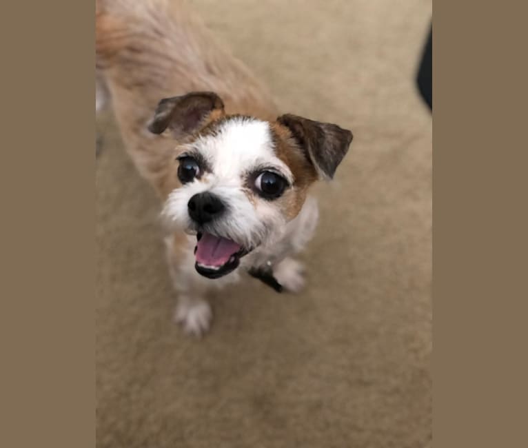 Embark Dog DNA Test Breed