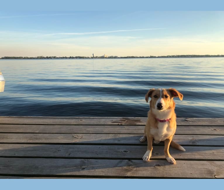Bella, an American Village Dog tested with EmbarkVet.com