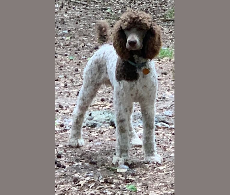 George, a Poodle (Standard) tested with EmbarkVet.com