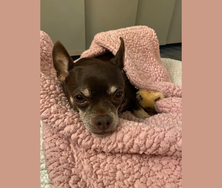 Mocha chihuahua store