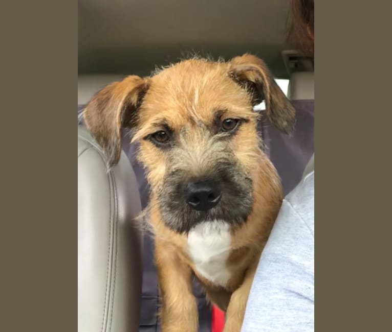 Lhasa apso x deals terrier