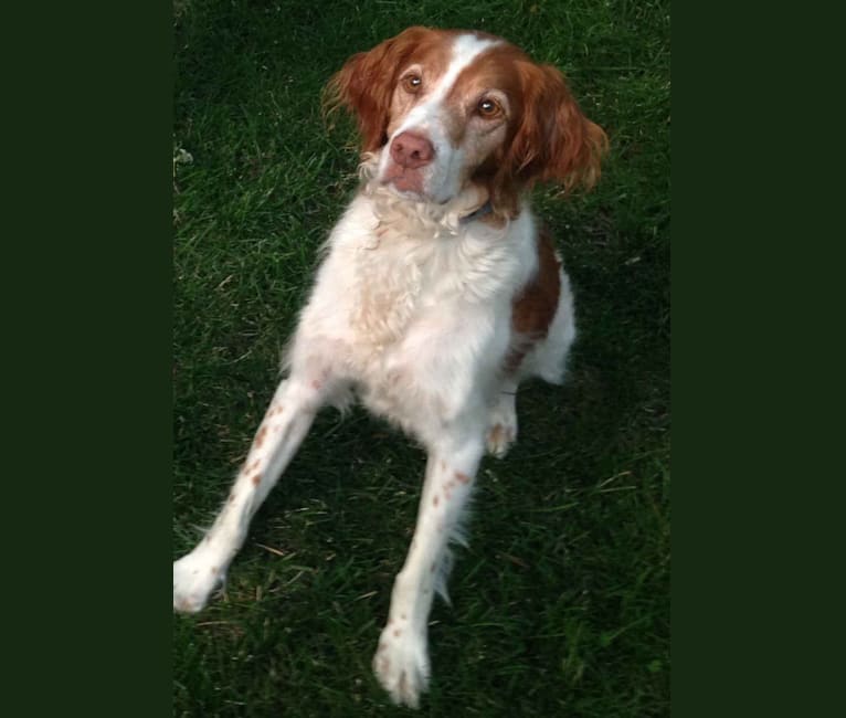 Brody, a Brittany tested with EmbarkVet.com