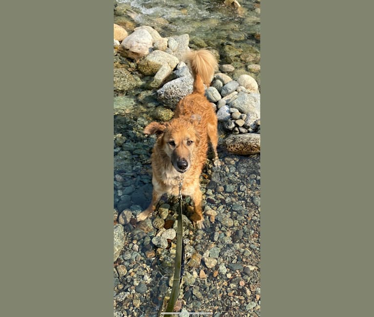 Bika, a South Asian Village Dog tested with EmbarkVet.com