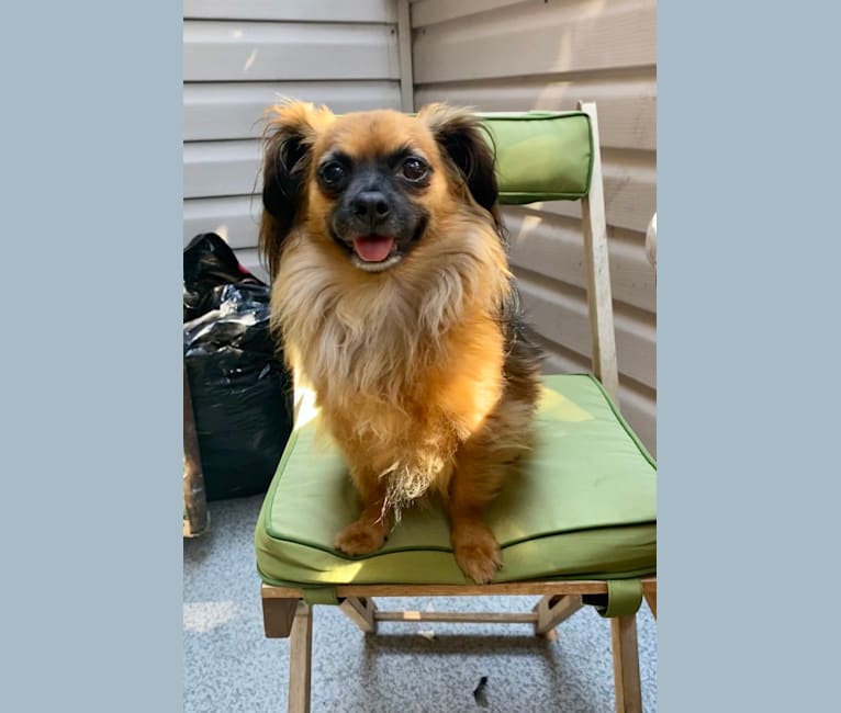 Photo of Finn, a Chihuahua, Dachshund, Poodle (Small), Pomeranian, and Mixed mix in Vancouver, British Columbia, Canada