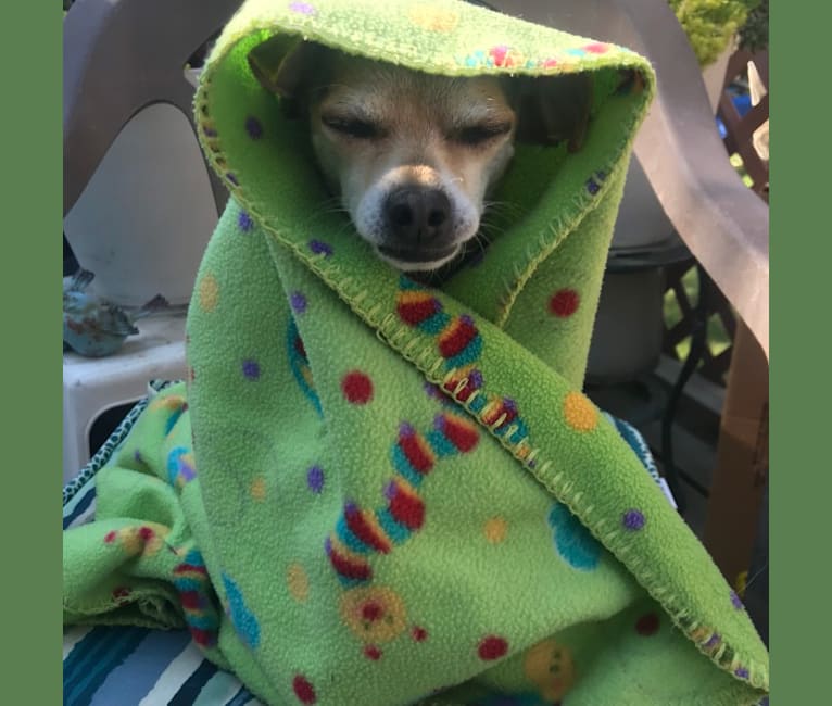 Rocky, a Chihuahua tested with EmbarkVet.com