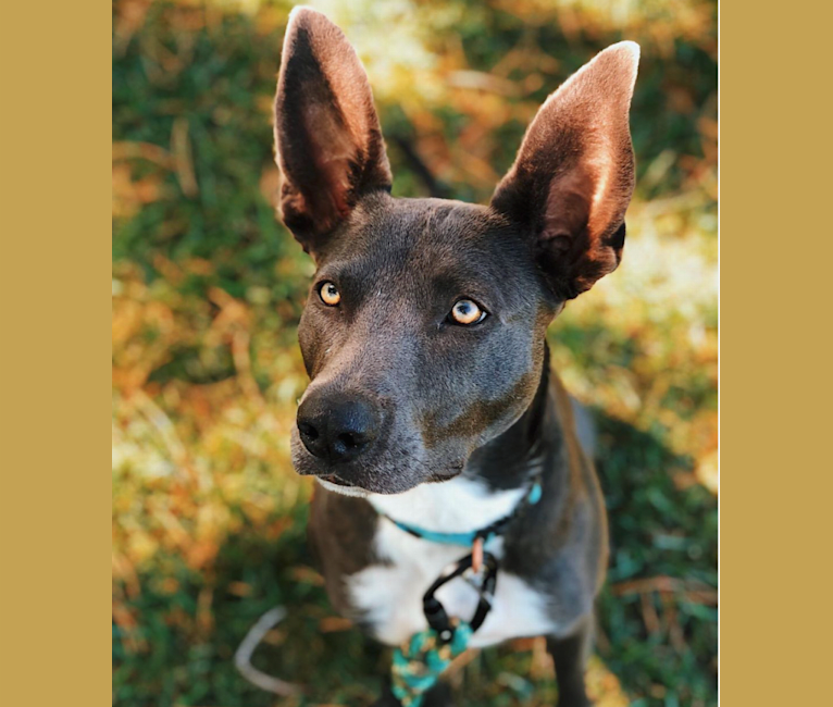 Zia, a Border Collie and American Bully mix tested with EmbarkVet.com