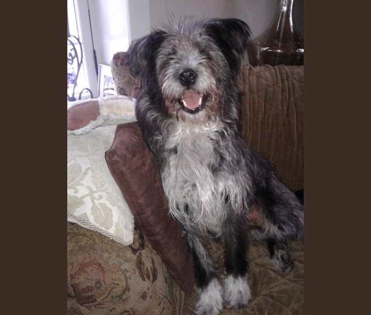 maltese german shepherd mix