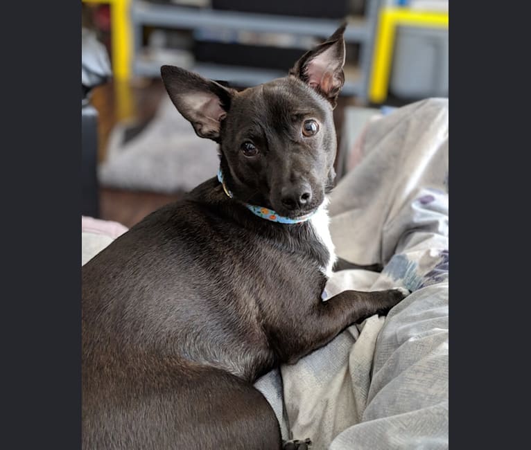 Iggy, a Chihuahua and Rat Terrier mix tested with EmbarkVet.com