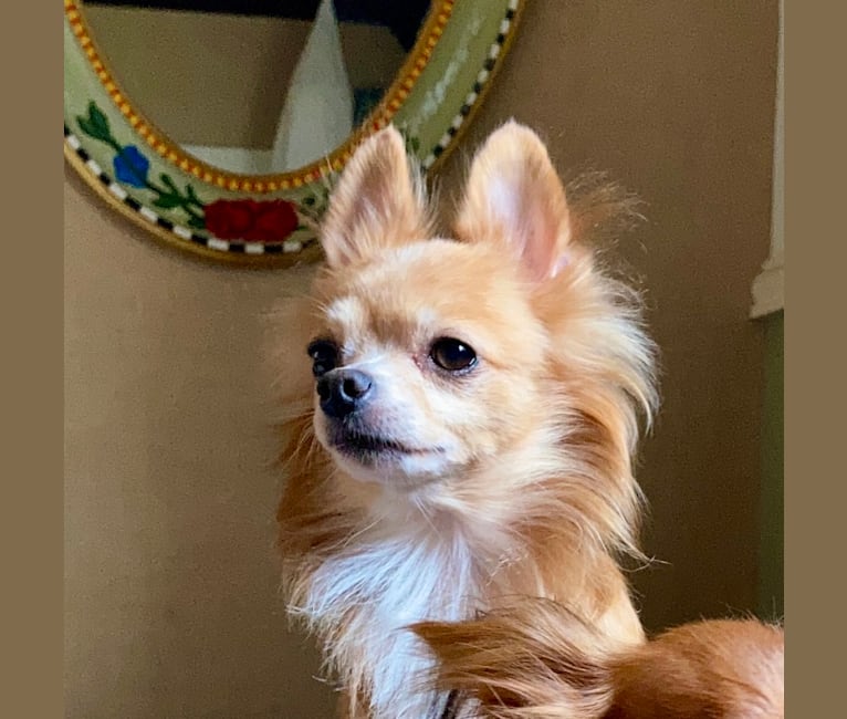 L'il Critter, a Chihuahua tested with EmbarkVet.com