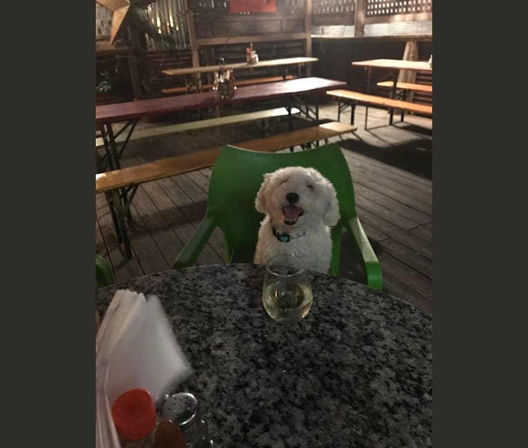 Henry, a Bichon Frise tested with EmbarkVet.com