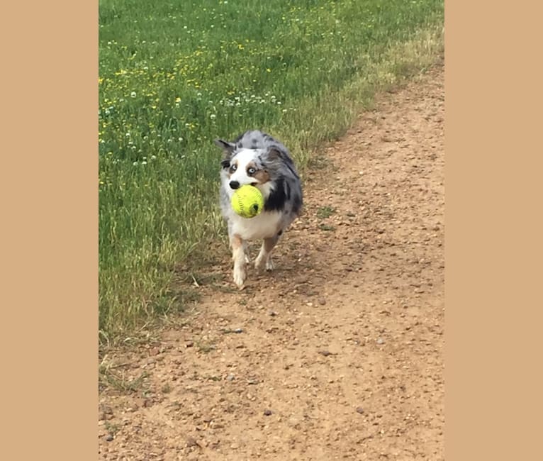 MaizyRose, an Australian Shepherd Group tested with EmbarkVet.com