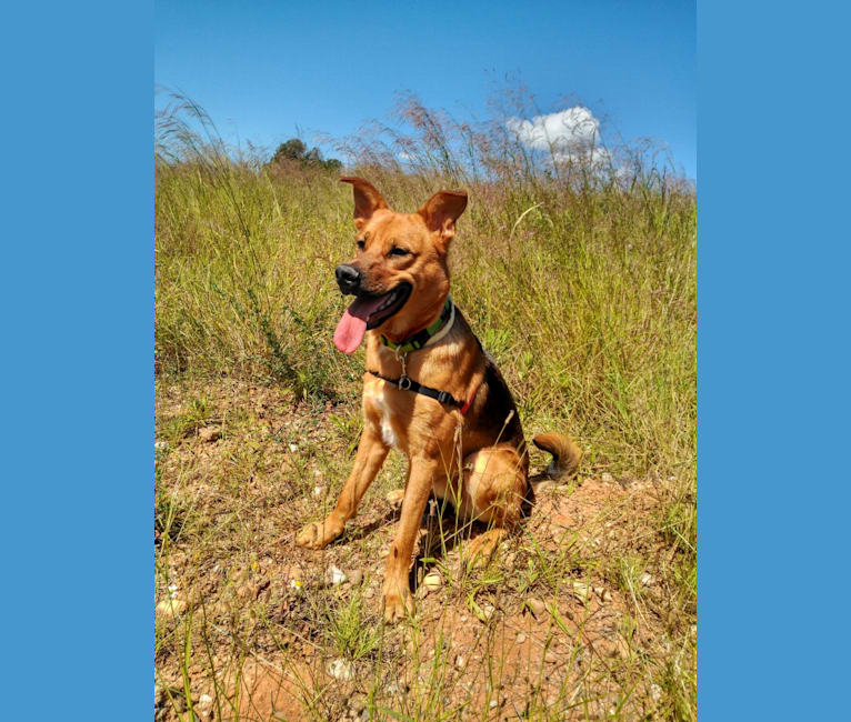 Ichabod, a German Shepherd Dog and Boxer mix tested with EmbarkVet.com