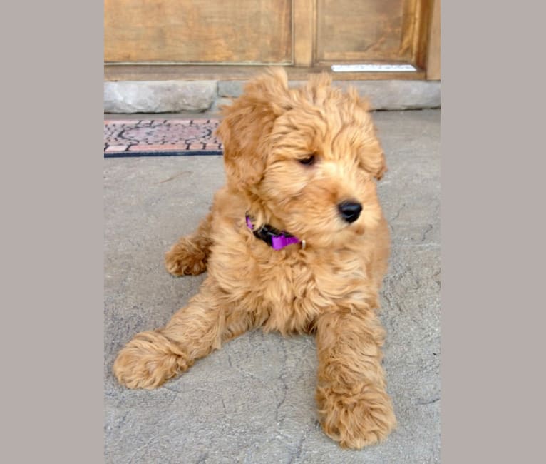 Photo of Charly, a Goldendoodle  in Maryland, USA