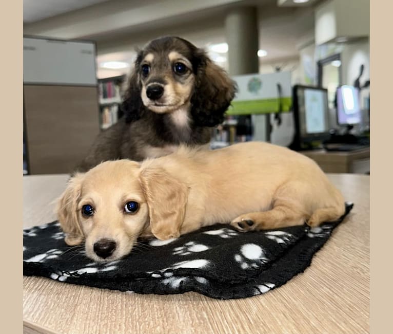 Quinn, a Dachshund tested with EmbarkVet.com