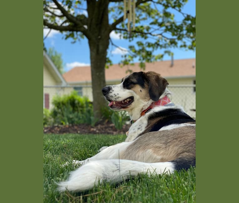 Millie, a Saint Bernard and Australian Shepherd mix tested with EmbarkVet.com