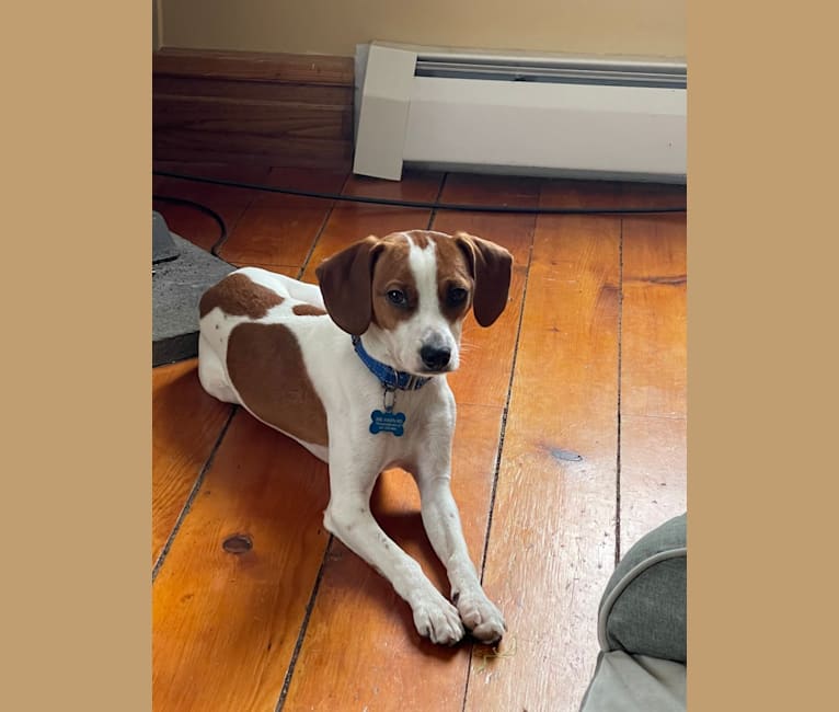 Photo of Linus, a Beagle, Chihuahua, Shih Tzu, Boston Terrier, and Mixed mix in Tennessee, USA