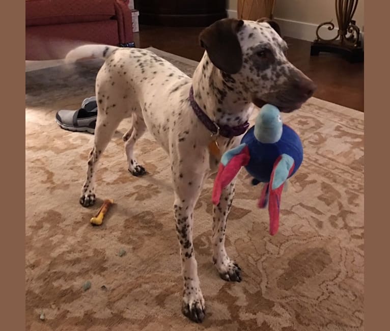 Rat terrier dalmatian mix sales
