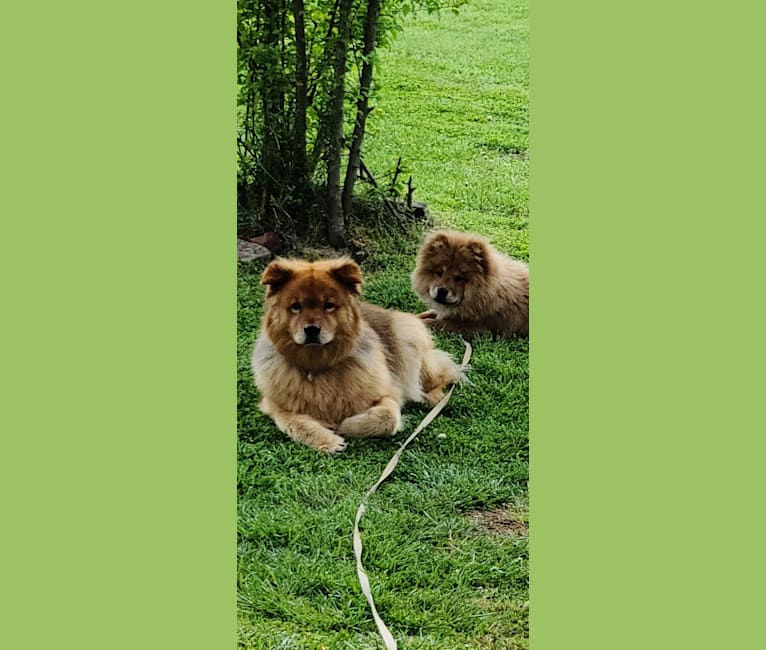 Gypsy, a Chow Chow tested with EmbarkVet.com