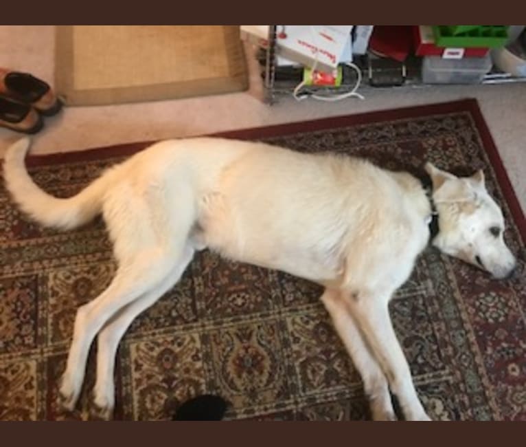 Misha, a German Shepherd Dog tested with EmbarkVet.com
