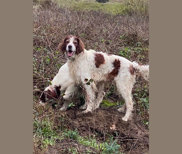 Harry, an Irish Red and White Setter tested with EmbarkVet.com