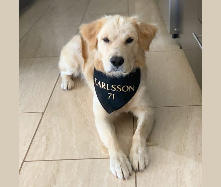 Jindo 2025 retriever mix