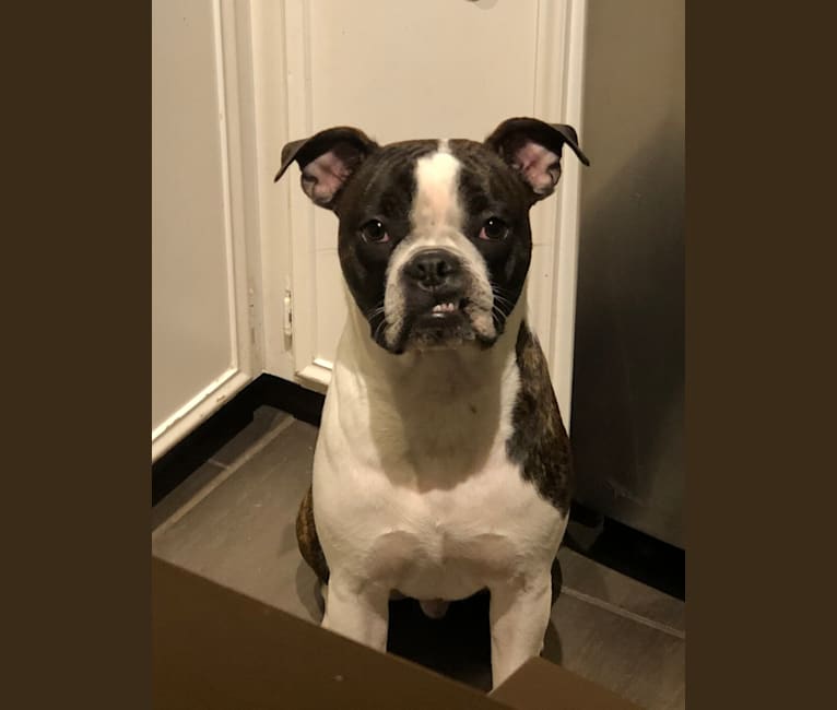 sable boston terrier